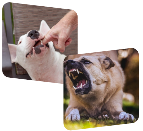 dog bite injuries in arizona